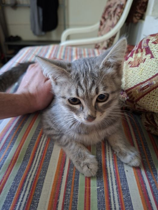 Отдам в добрые руки котят