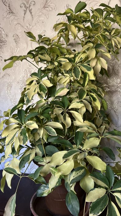 Шикарные шефлеры, крупные, недорого