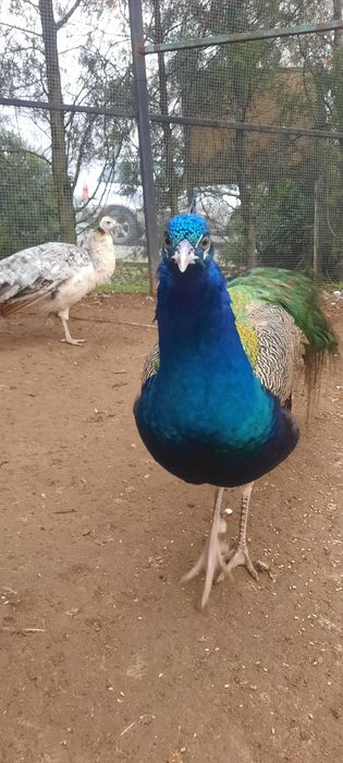 Pauni standard 2 ani de zile