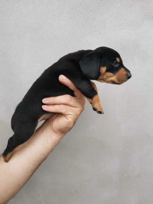 Fetita neagra cu pete de foc teckel mini