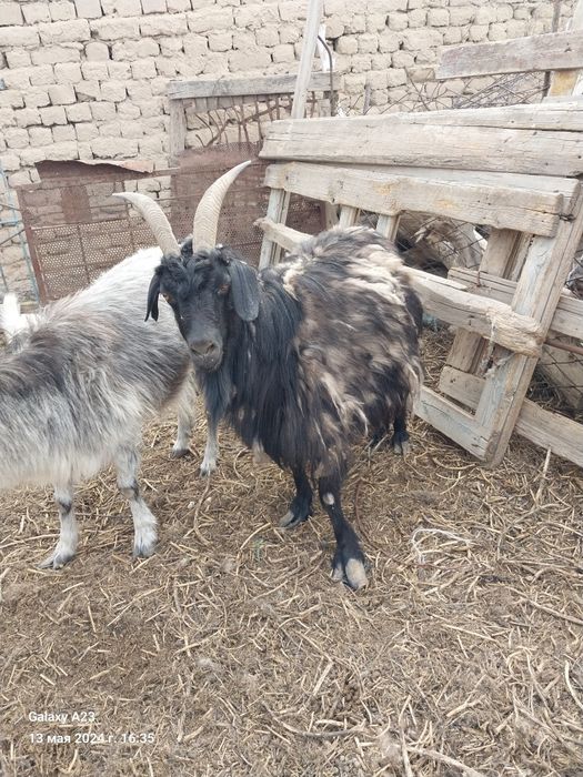 180000 опши сатылады