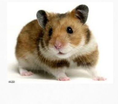 Обикновен хамстер