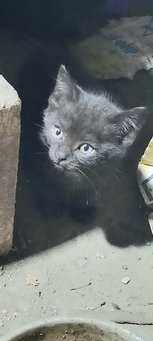 Отдам котят в добрые руки