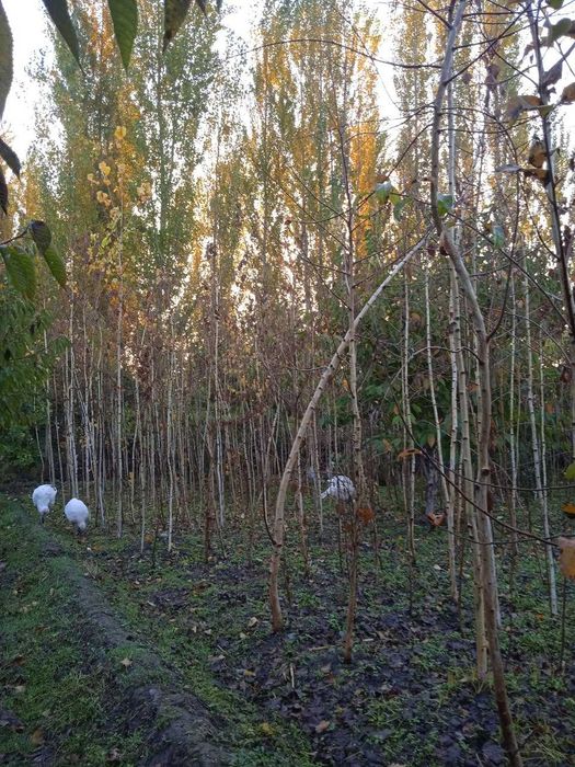 Берёза (ок кайин)