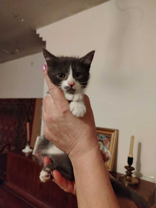 Домашние КОТЯТА в добрые руки