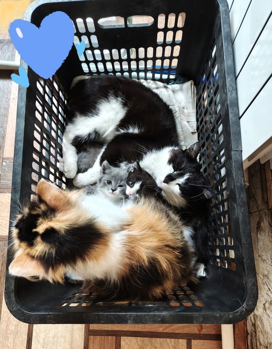 Котята, мягкие облачка счастья
