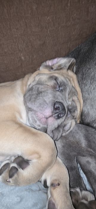 Продаются щенки кане корсо