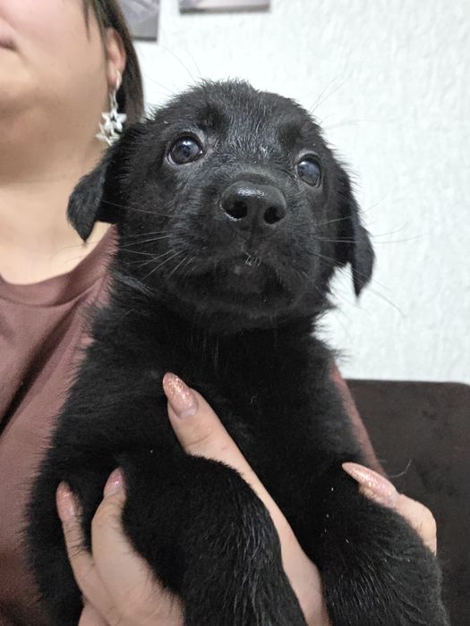 Продаются щенки метисы