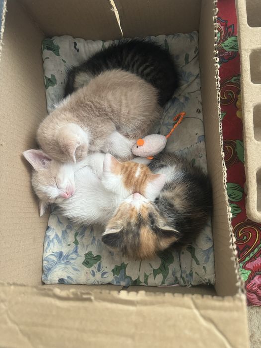 Котята отдам добрые руки