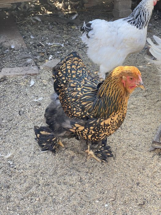 Vand 3 gaini brahma gold