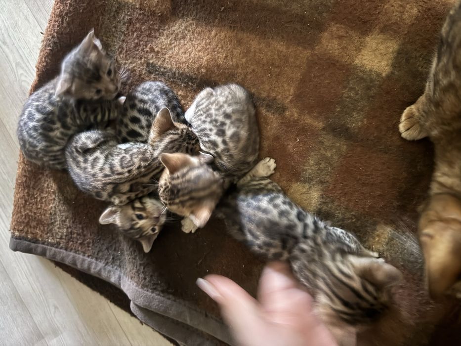 Продаются котята
