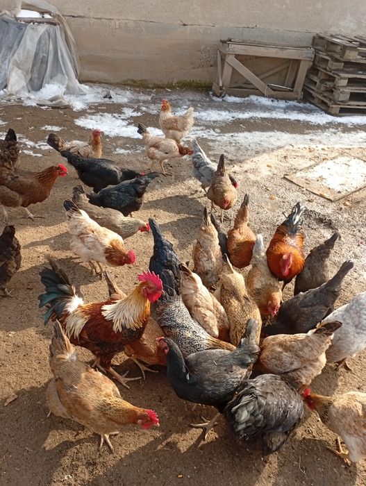 Домашний тауық сатылады