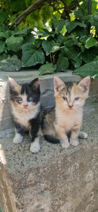 Котята бесплатно