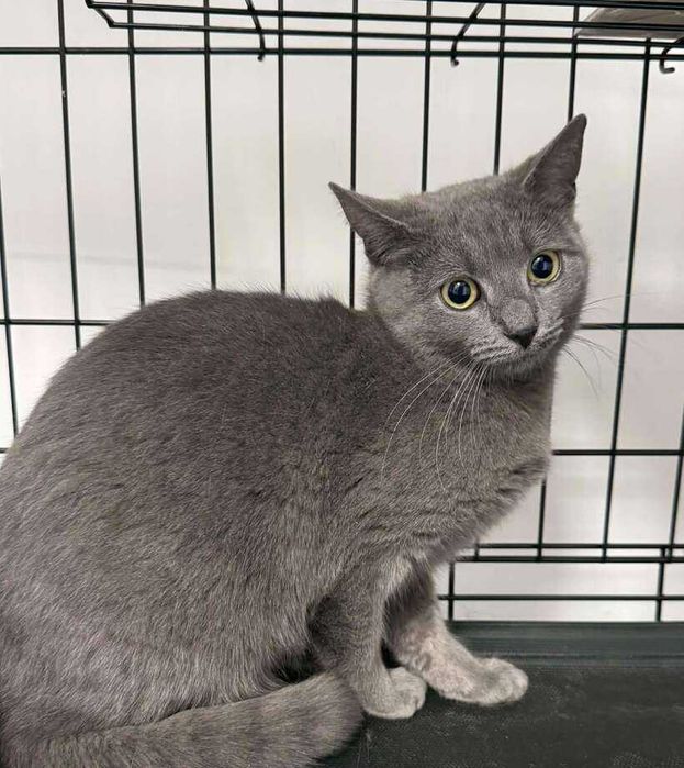 Женско коте Силви търси дом