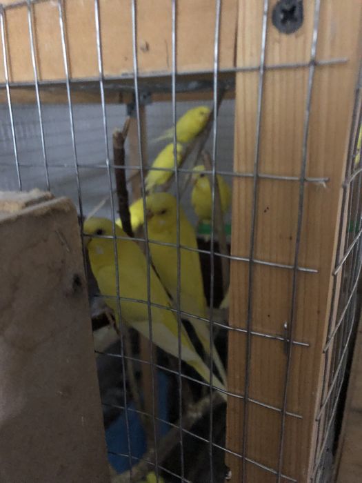 Лимон папугае лар