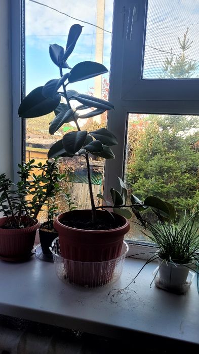 Продам все комнатные цветы.