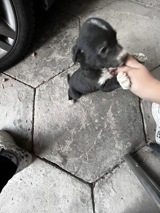 Щеночки хорошие