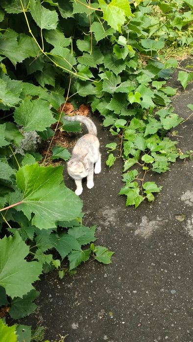 Котята в добрые руки!