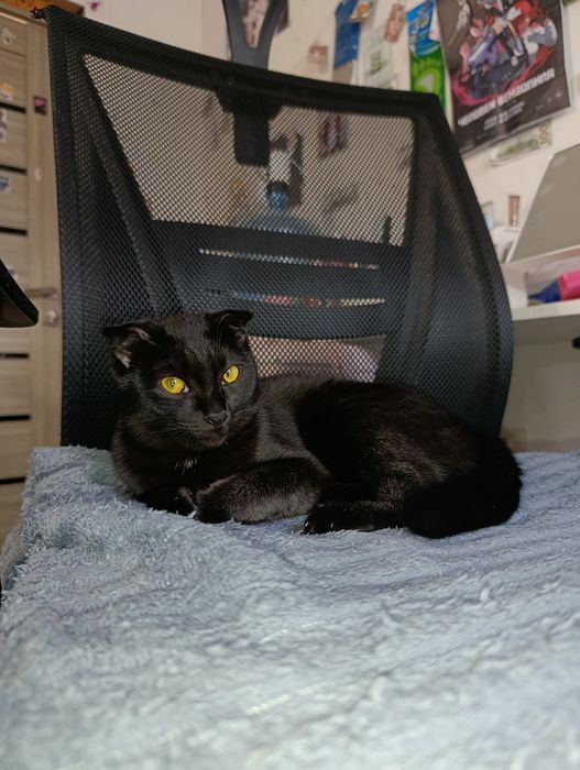 Вислоухая девочка 9 месяцев