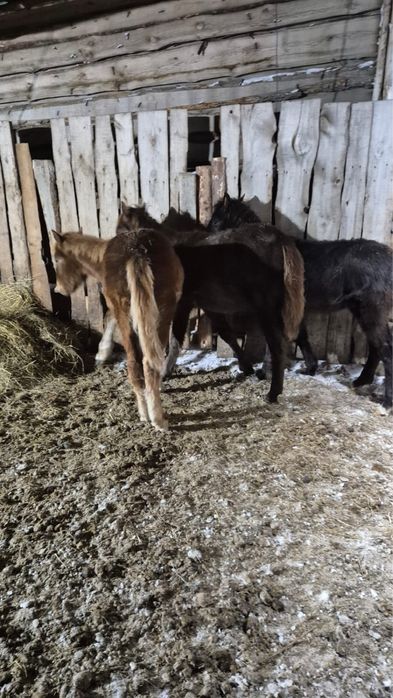 Продаю  жеребят