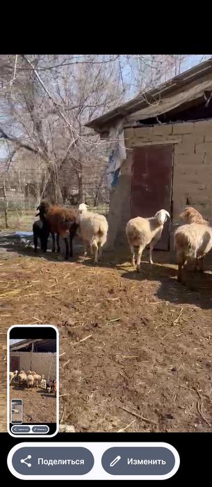 Продам баран с ягнятами