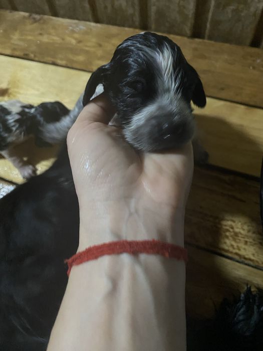 Продам щенков дешево