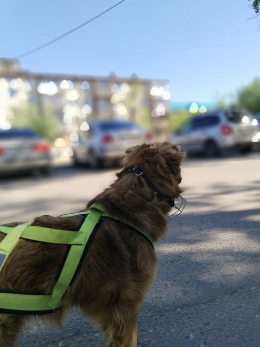 Айфон с гарантий