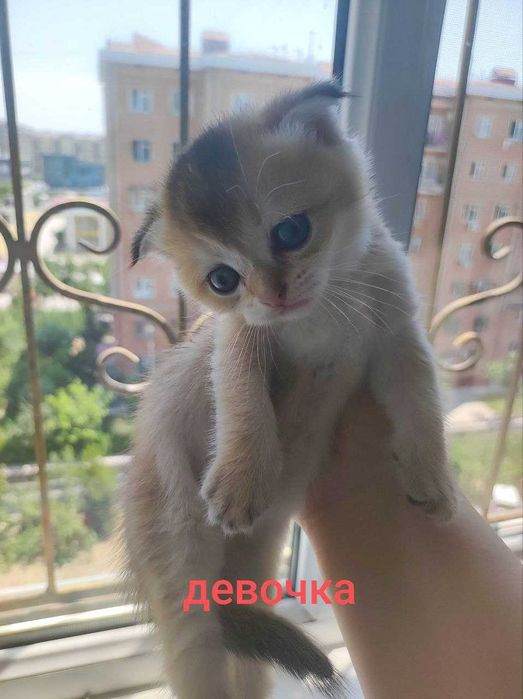 Шотландские котята Домашние