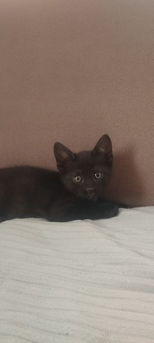 Отдам в добрые ручки черного котика