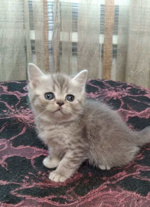 Шотландские Скоттиш страйт.