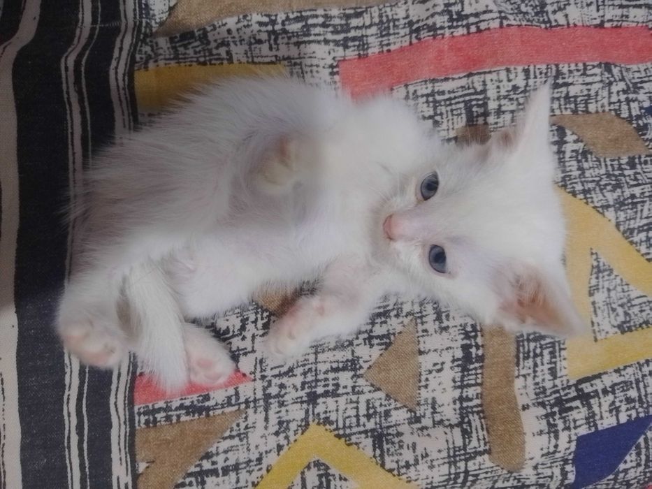 маленький белый котенок