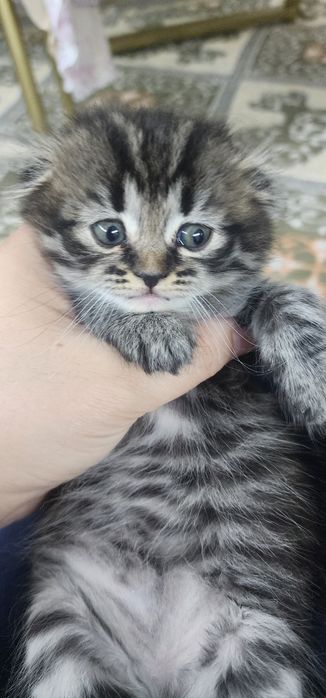 Продается Котята
