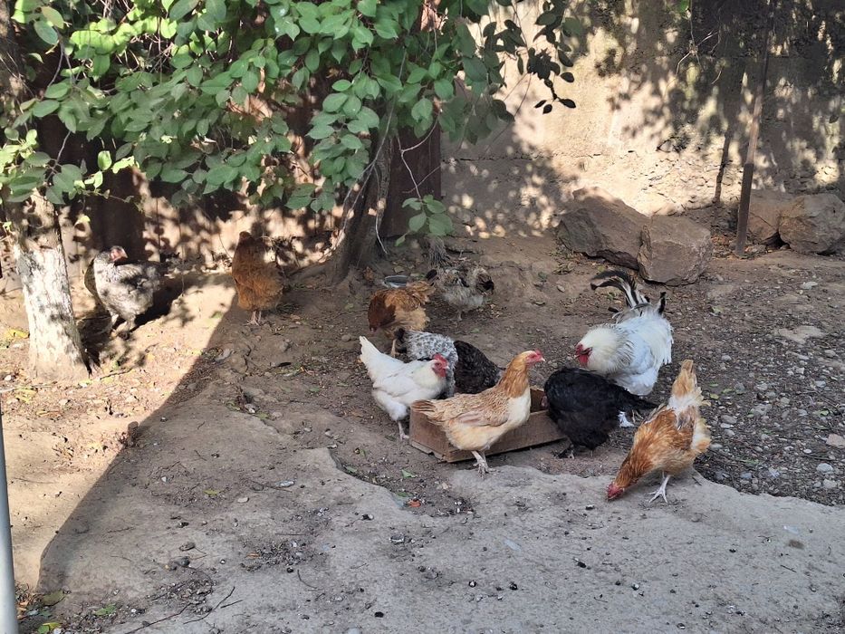 Қораз,тауық домашные