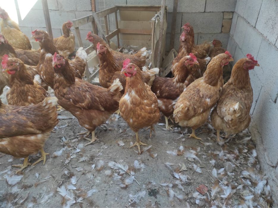Несушки курицы продам