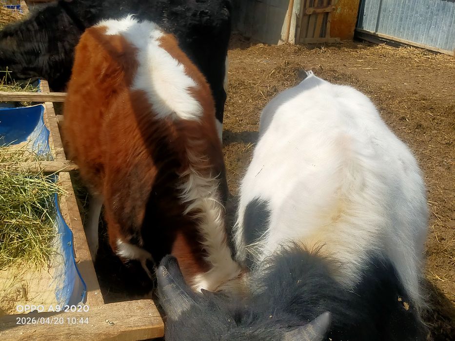 Баспактар сатылады