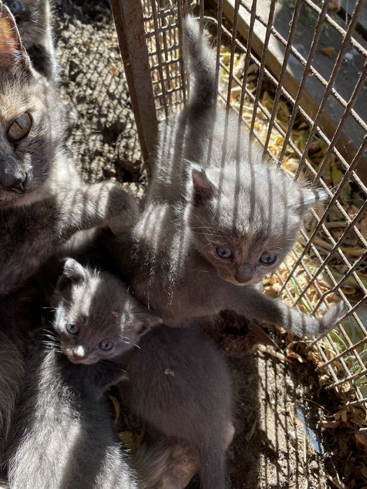 Отдаю котят бесплатно