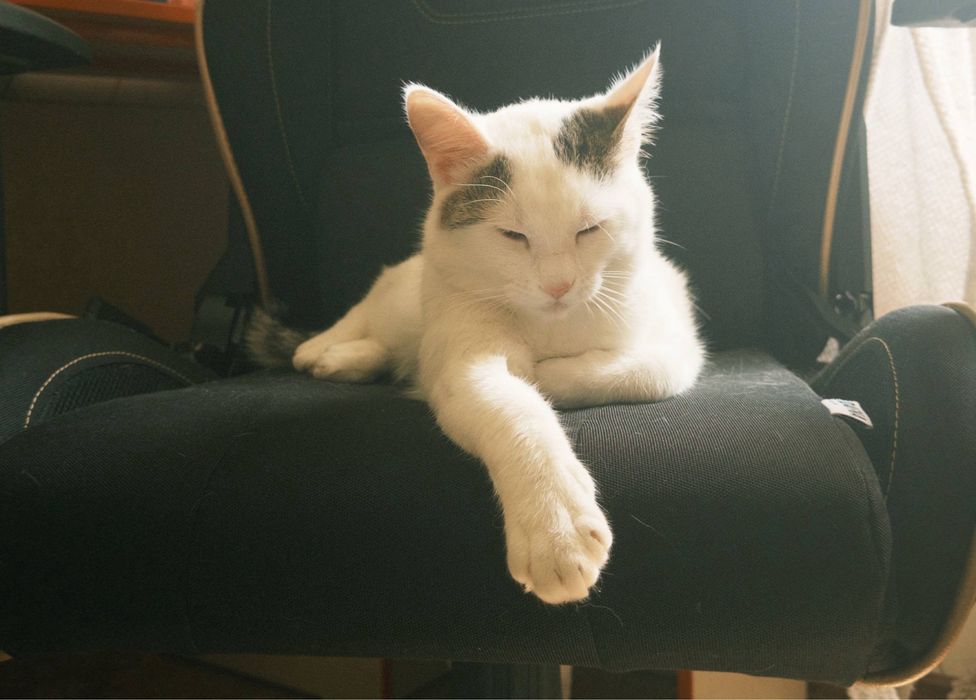 Отдам двух котят в добрые руки