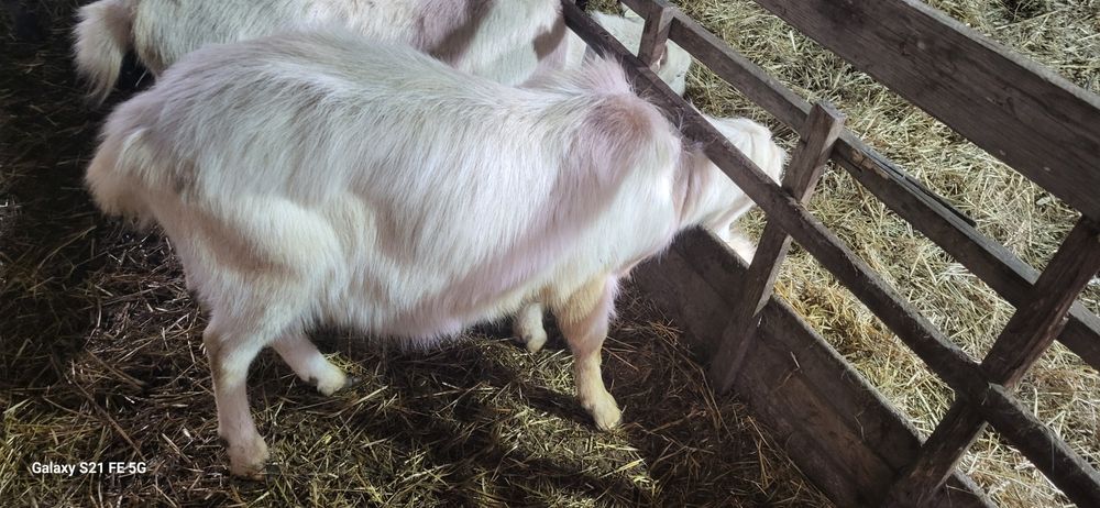 SCHIMB 2 țapi si o iadă