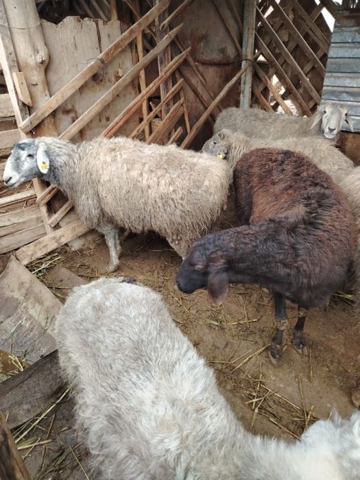 Семіз бағылған қой, тоқты, тұсақтар