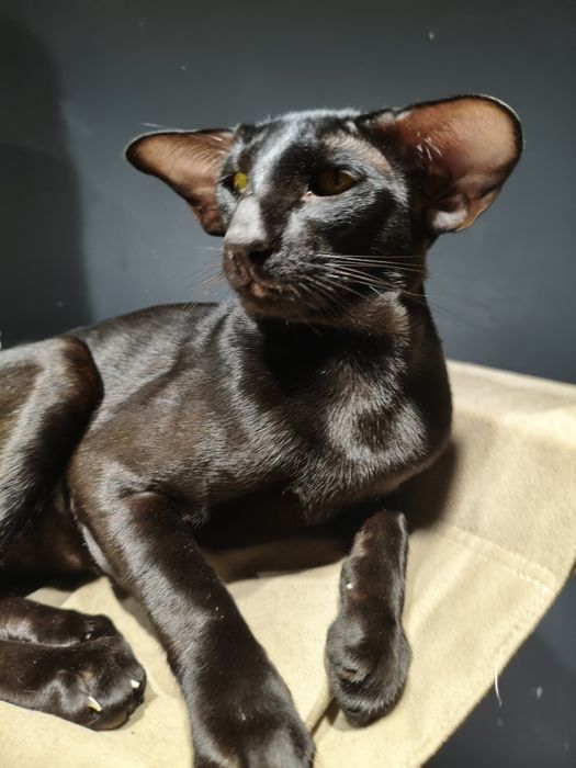 Ориентальные котята