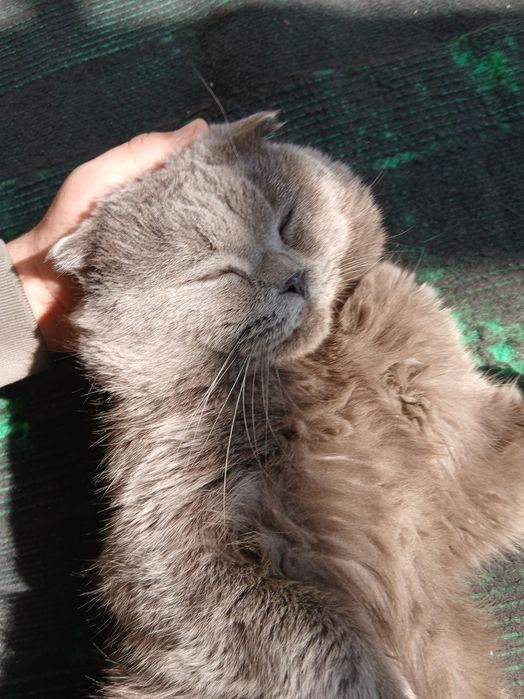Продается кот в добрые руки