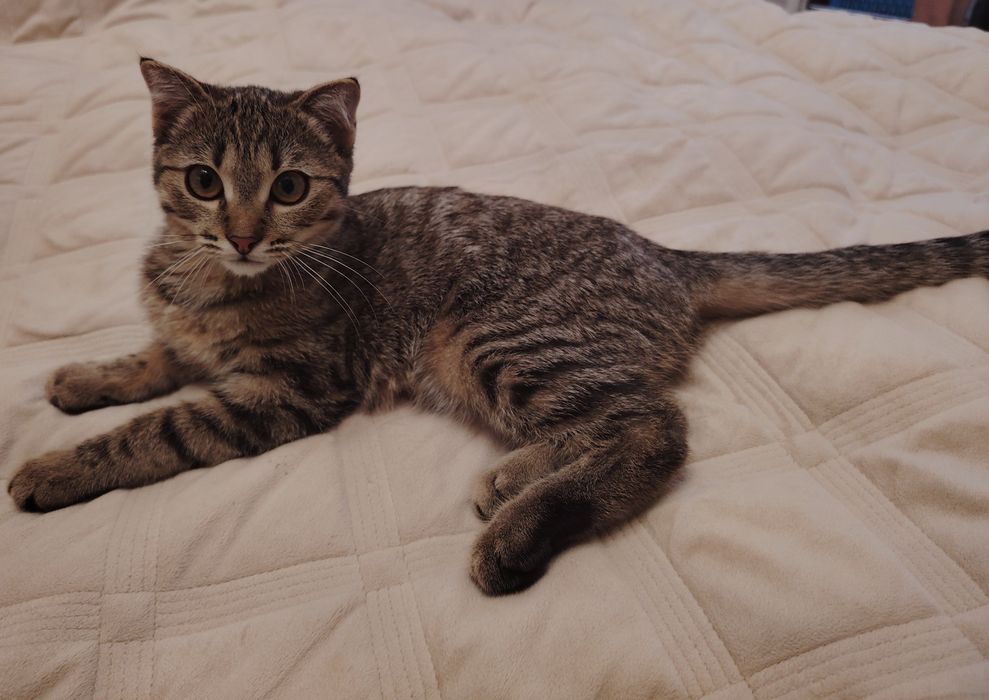 Котенок в добрые руки
