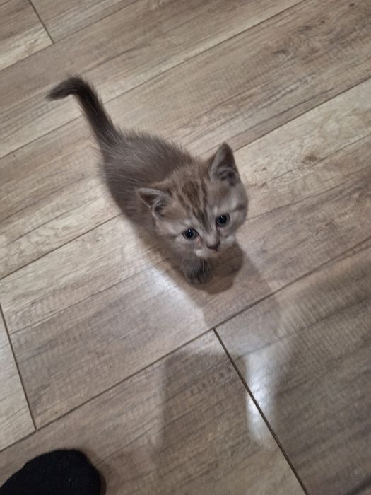 Продаем Кот породистый