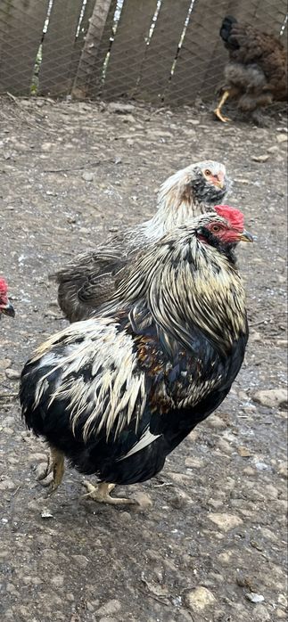 Vand cocosi araucana