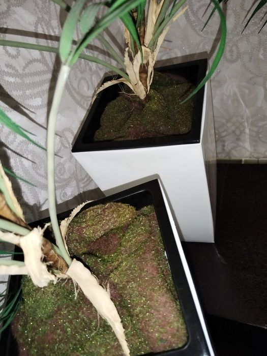 Пальмы 2 штуки, антуриум!