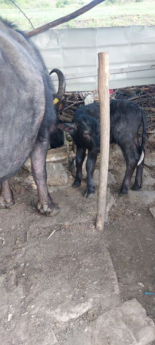 Vând viței doi tăurași
