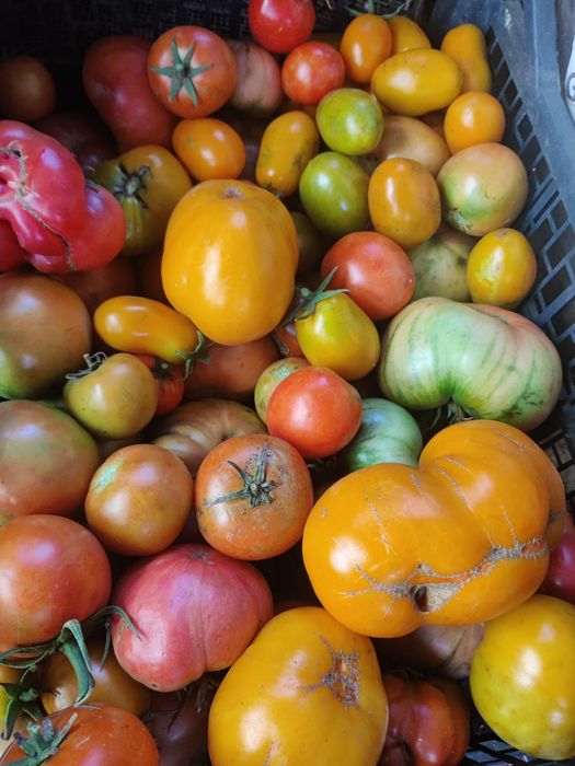 Продам помидоры аблакетка 10 кг