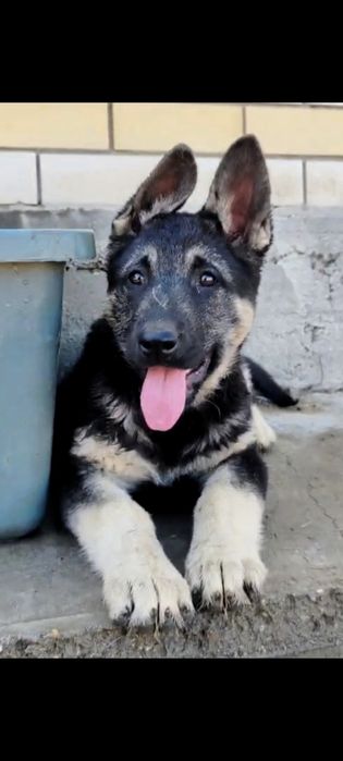 Подрощенная девочка ВЕО