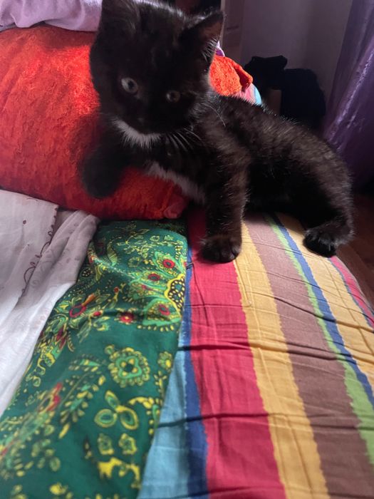 Отдам в добрые руки