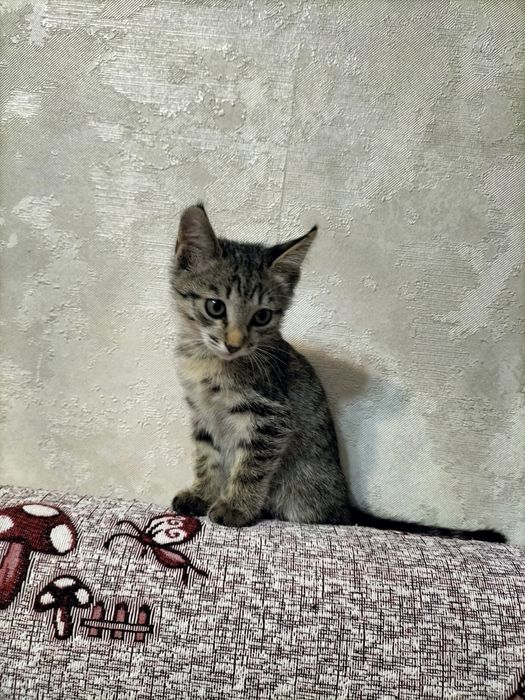 Котенок в добрые руки